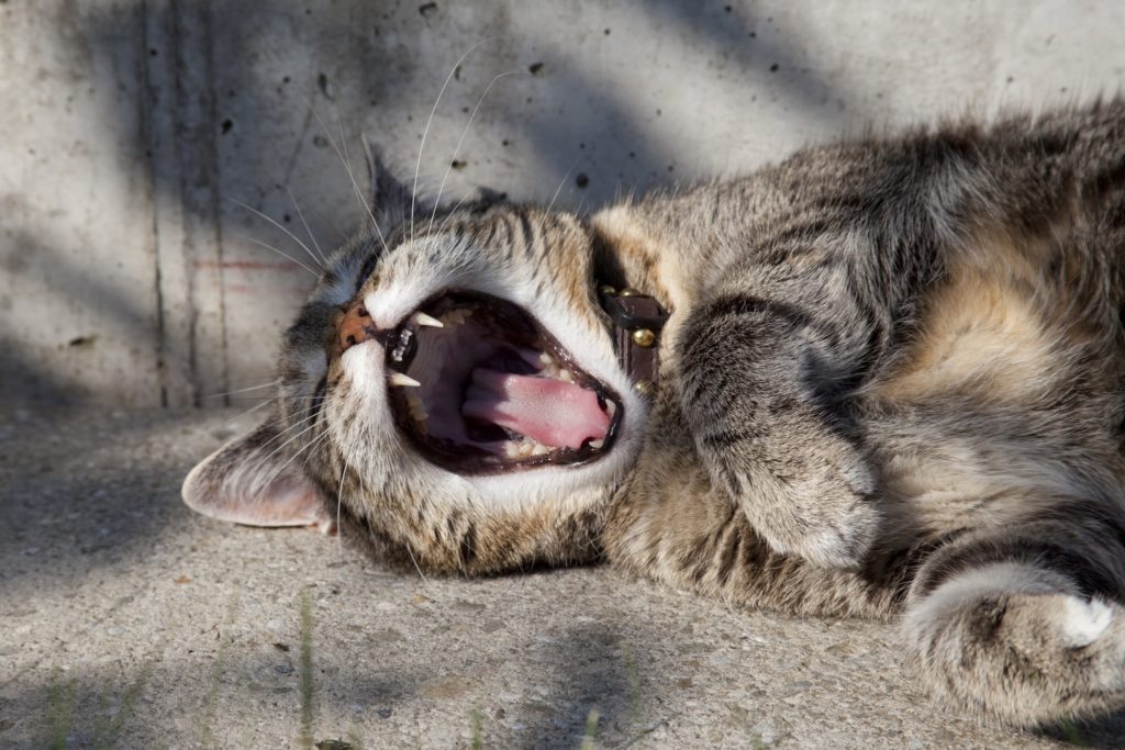 あくびをしている猫の画像